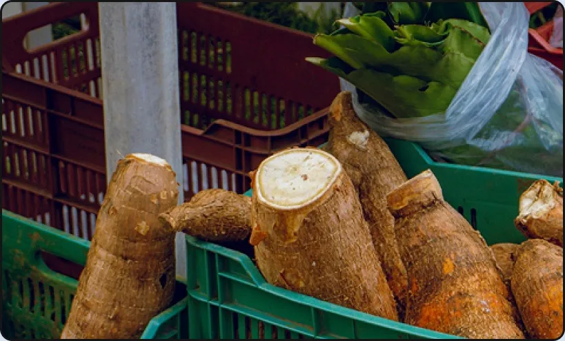Fresh cassava and vegetables in crates